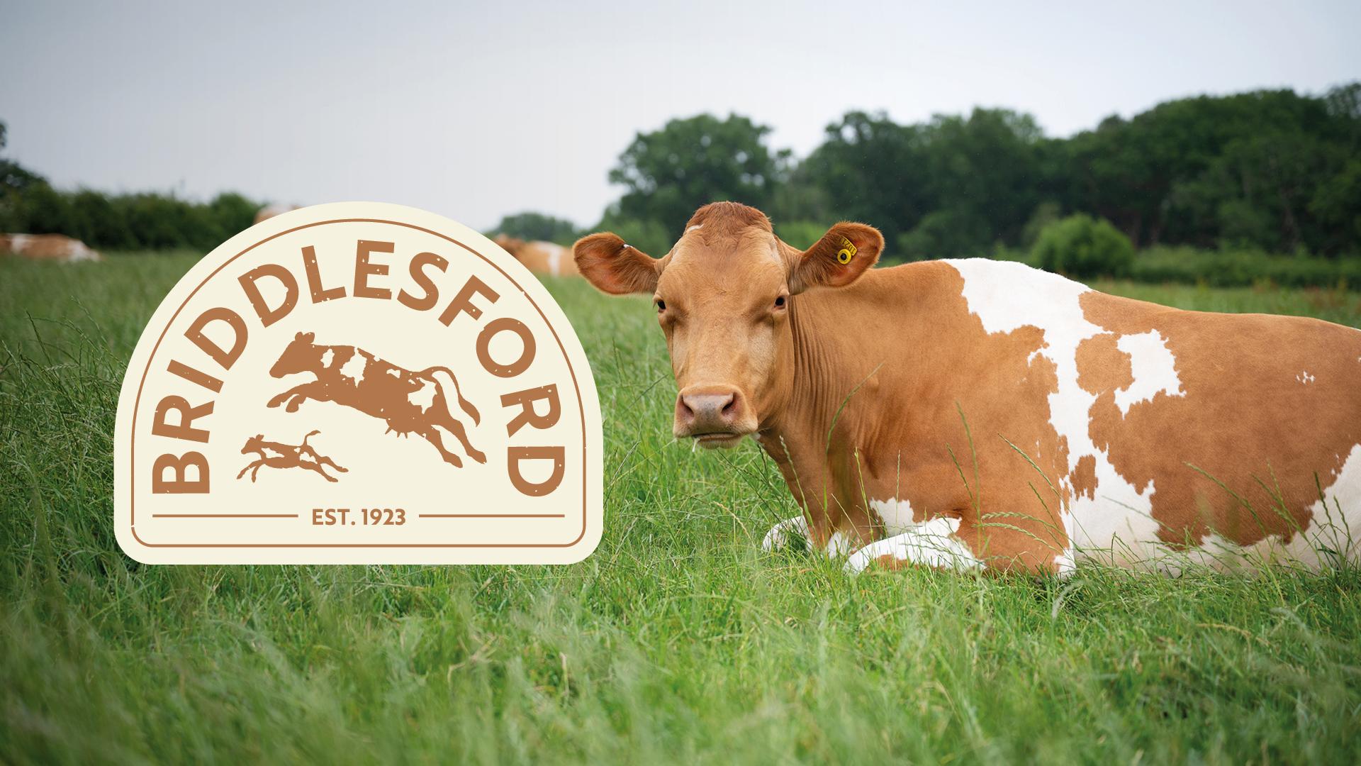 Briddlesford-Branding-and-Logo-Design-Header